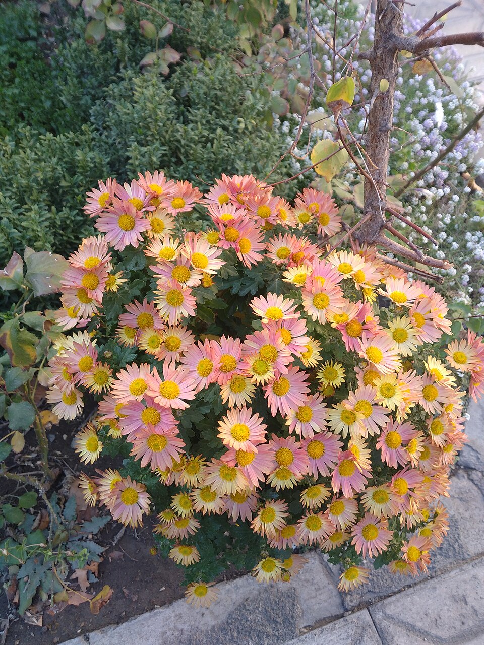 국화