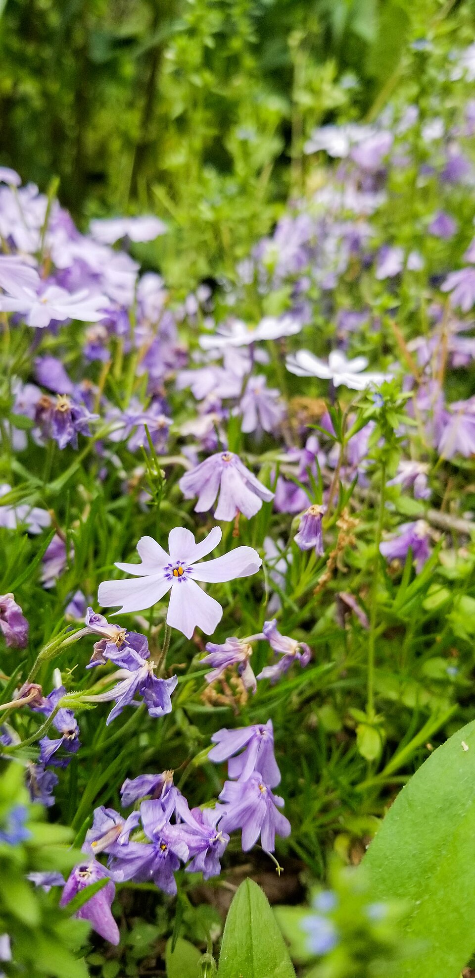 꽃잔디