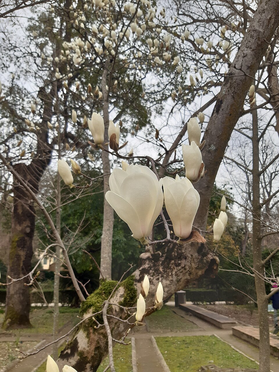 목련