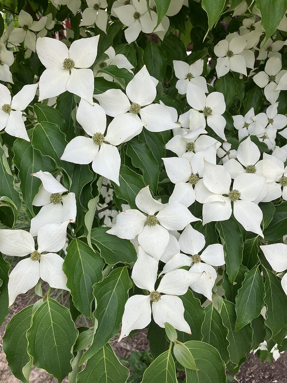 산딸나무