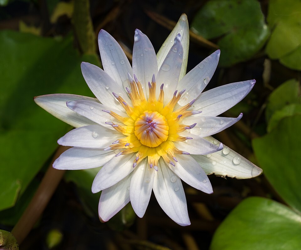 수련