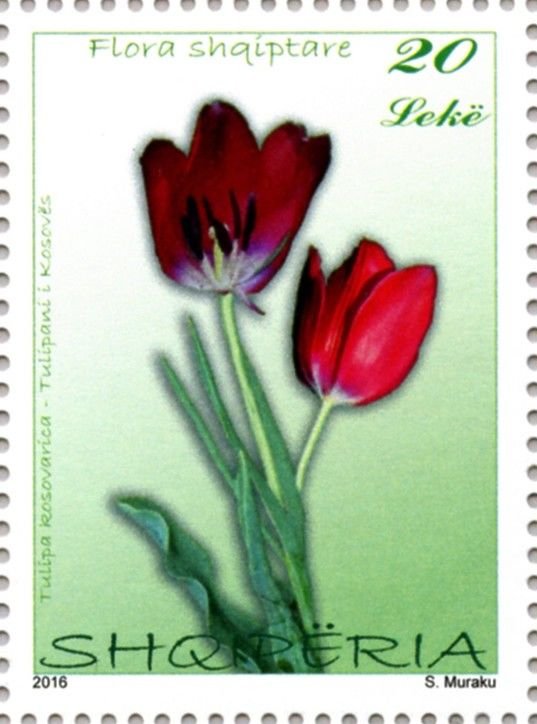 튤립